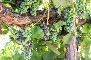 Malbec ripening at Robert Hall Winery