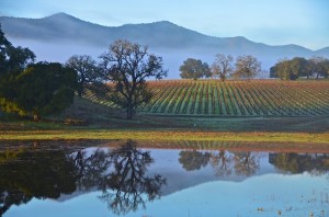 Margarita Vineyard