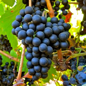 Petit Verdot on the vine