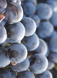 california cabernet sauvignon grapes