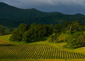 central coast california cabernet sauvignon vineyard