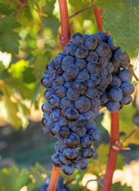 the best cabernet sauvignon grapes grown in paso robles, ca