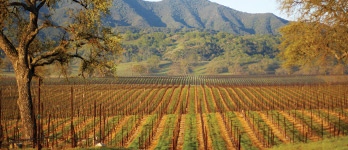 Growing the Best California Cabernet Sauvignon