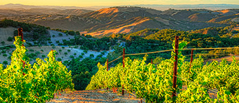 Cabernet Sauvignon Vineyard in Paso Robles